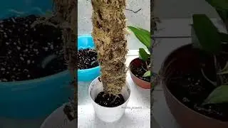 опора для больших цветов