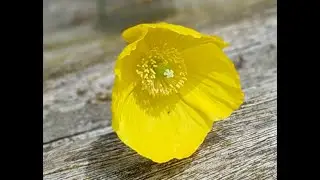 Poppy v1