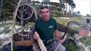 Fenicultura 1 - La Polinización