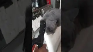 how to  pamper a cat
