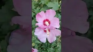 Квітучий сад на хуторі Пахарі