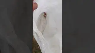 Что внутри булей Казанки. Лучше бы не знал. причём несколько лет стояла на суше.