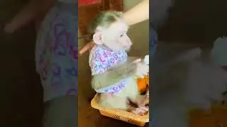 Cute talk#monkey #baby #shortvideo #love #cute #monkeybusiness