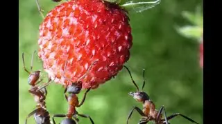 Достали муравьи  Использование народных средств
