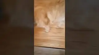 Вот и лето прошло🏖️😺💗 Музыка Автора @Kristi_matskevich