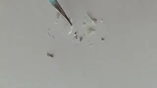 Cincin's crest pinfeathers (no bird)