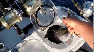 Nor-Tech 392 Quad 300 Mercury Verado