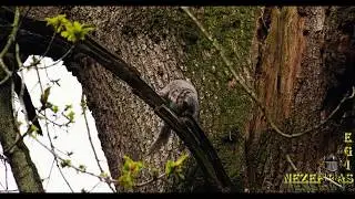 4K, DUNGANNON SQUIRRELS IN WINDMILL PARK`APRIL 2020. EPISODE-3