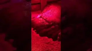Кормящая свиноматка!