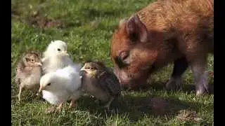 Piglets -  "Sleepy Jake" - Silent Partner HD 1080p