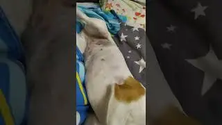 Джек Рассел релаксирует