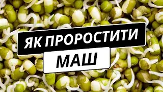 Як проростити маш (боби мунг) - пророщений маш