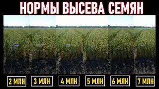 Seeding rates for spring wheat and barley range from 2 to 7 million seeds per hectare