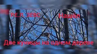 Р.Е.Л. охота на куницу (Зевсу 1год 8 месяцев)