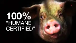 INSIDE SLAUGHTERHOUSES [Halloween Special]