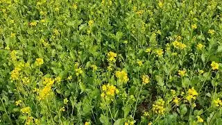 4k video|| Natural video|| peaceful video|| devyaan marg
