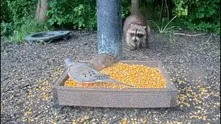 Raccoon Ambushes Mourning Dove