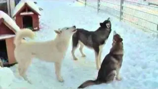 Husky`s heulen