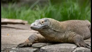 True facts about lizards