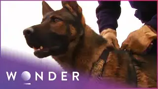 How Search Dogs Are Trained To Find People |  K9 Mounties  S1 EP2 | Wonder