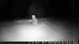 Great Horned Owl
