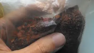 Кормление мальков сухим кормом в общем аквариуме