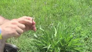 Wild Edibles - Narrowleaf Plantain