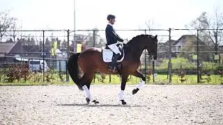 Dressage horse for sale