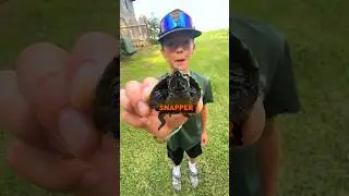 Baby Snapping Turtle Facts W/ Craw-Kid 