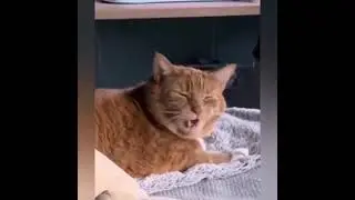 хозяйка, не распостраняй микробы))