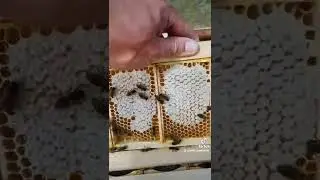 Мини сот 🐝🍯