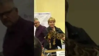 Выставка кошек Радмир Харьков