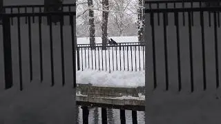 Поцелуй голубя