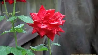 ПОСЛЕДНИЕ ДНИ ИЮНЯ В ГОСТЯХ У КАТИ 2023