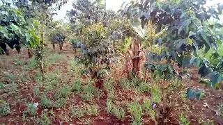 Martin Wodulo: Founder Dream Build Africa Foundation Coffee Garden Home