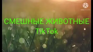 Смешные видео про животных из TikTok