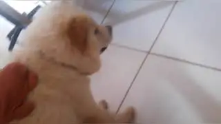 Chow brincando com o tatu de pelúcia 🐶