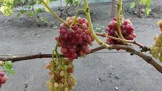 Эльвира , Памяти Шмелева , Поле чудес , Бесподобный