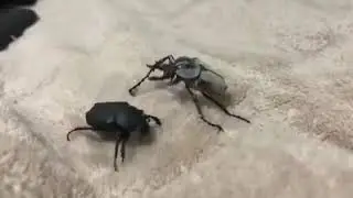 WATCH STRANGE MOMENT WHEN TWO BEETLES FIGHT TO THE DEATH 💀