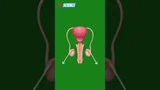 #greenscreen