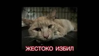 Нашли Сэма в очень тяжелом состоянии! Были огромные гематомы в области живота, от избиения!