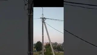 Необычная прогулка лосей в Слониме: жительница увидела своеобразный 
