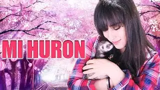 MI EXPERIENCIA CON LOS HURONES: ¿ES UNA MASCOTA CARIÑOSA?
