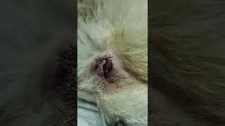 Чау-чау Китана приехала на операцию которая даёт возможность видеть, блефаропластика @zoovetdoctor