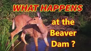 WHAT Visits the Beaver Dam Water Hole???