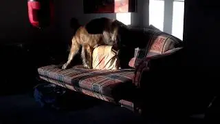 This big dog loves his pillow