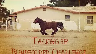 blindfoled tacking up challenge