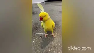 funny and cute parrots(x2), but it's reversed