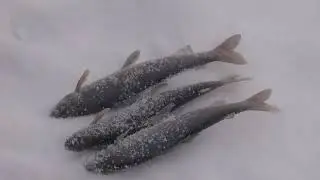 Рыбалка на хариуса кто ищет тот найдет