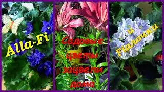 Обзор фиалок: РМ-Фаина, Кольца Сатурна, Амадеус, Любимая Дочка.